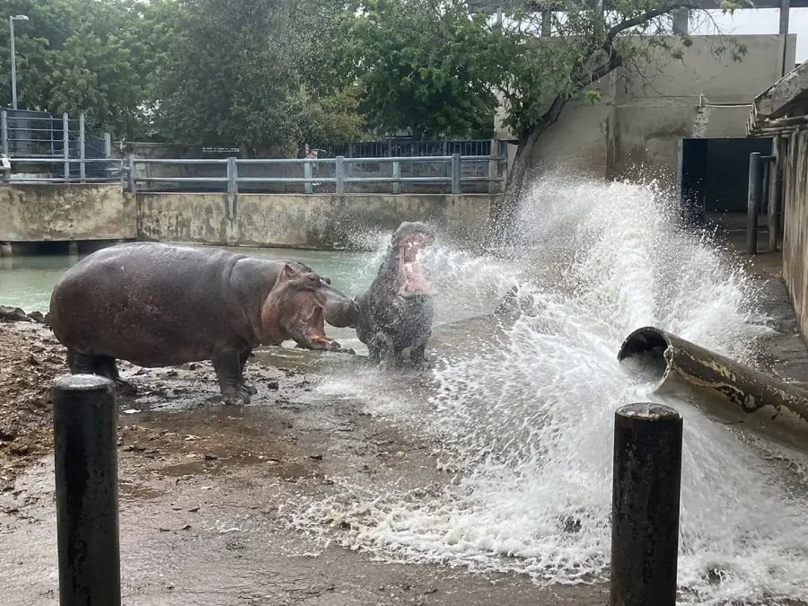 Two hippos beside a burst pipe spraying water across their paddock