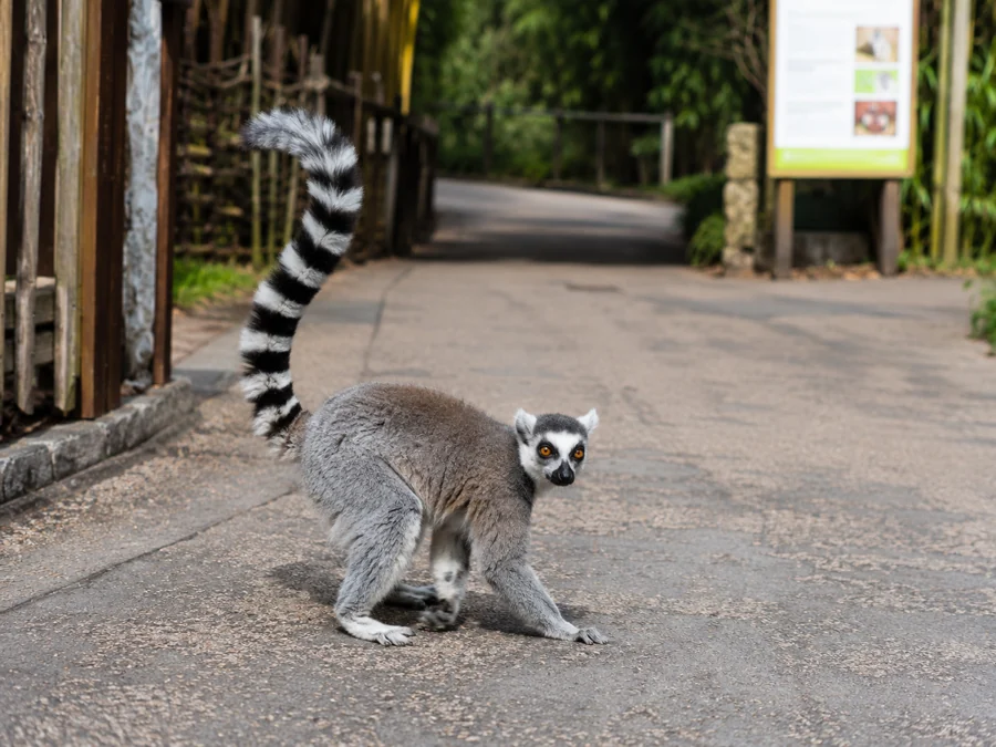 Ring-tailed lemur standing on a path near a facility entrance